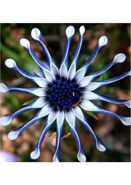 Dünyam Nadir Ithal Dev Mavi Papatya Tohumu 5 Adet Tohum Çiçek Tohumu