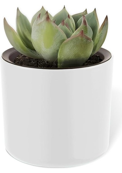 2 Adet Mimoza Saksı Küçük Boy Plastik Kaktüs Sukulent Saksısı (Beyaz, 0.2 Litre) fırsatları