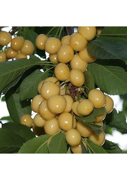 Tüplü Yarı Bodur Starks Gold (Sarı Kiraz) Kiraz Fidanı fiyatları