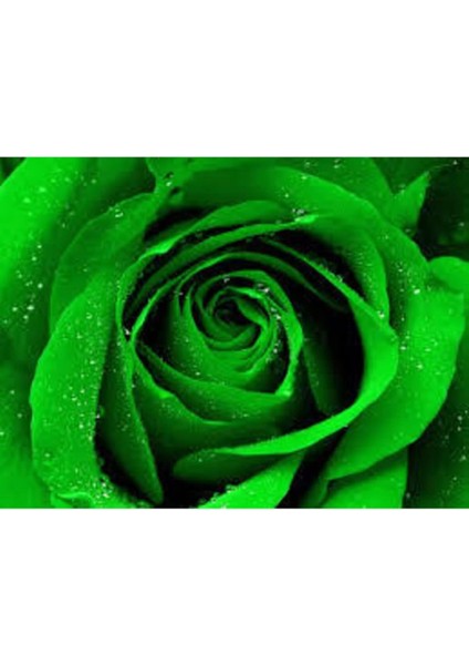 Look Yeşil Gül Tohumu Tropikal Çiçek Tohumları (10 Adet Tohum) TH-NT199