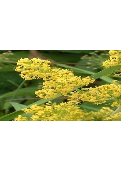 Yoğurt Otu Tohumu(20 Adet) modelleri