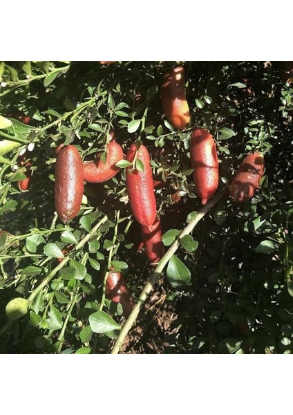 Naturel Tüplü Havyar Limon Kırmızı Champagne Finger Lime Fidanı