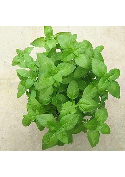 Fesleğen Tohum 100 Adet fiyatları