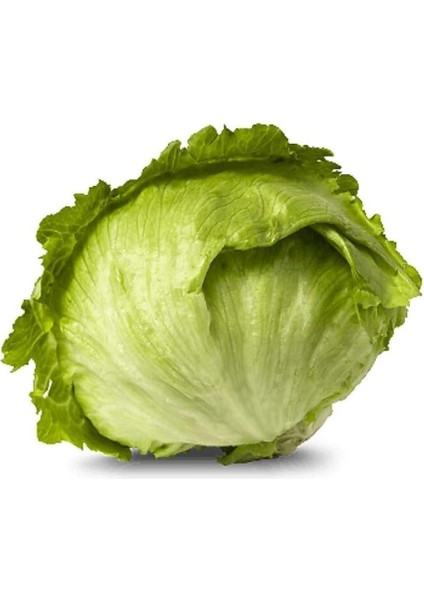 Look Iceberg Göbek Marul Tohumu / 20 Adet Tohum TH-THMCMTHM421 fiyatları