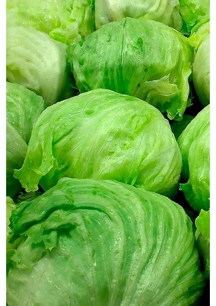 Look Iceberg Göbek Marul Tohumu / 20 Adet Tohum TH-THMCMTHM421 modelleri