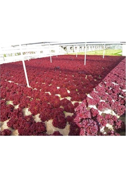 Kıvırcık Marul Tohumu 200 Adet Tohum Lolo Rosso modelleri