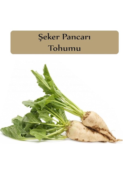 Organik Şeker Pancarı Tohumu 1 Paket (10GR=500+ Adet) Pancar Tohumu