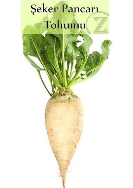 Organik Şeker Pancarı Tohumu 1 Paket (10GR=500+ Adet) Pancar Tohumu fiyatları