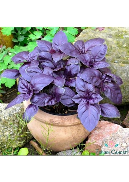 Kokulu Mor Reyhan Tohumu Ekim Seti 50 Tohum Fesleğen Saksı Toprak Kombin modelleri