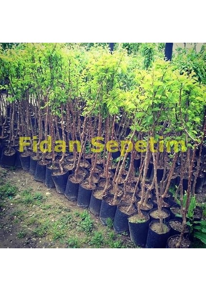 Sepetim 2 Yaş Aşılı Şekerpare Kayısı Fidanı fiyatları