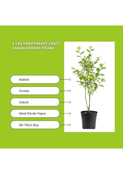 Sepetim 3 Yaş Sweetheart Çeşiti Yaban Mersini modelleri