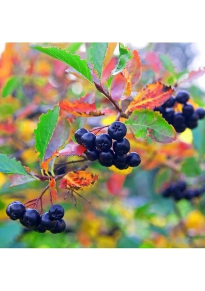 Tüplü Soğuğa Dayanıklı Her Bölgeye Uygun 3 Adet Aronya Fidanı (20-40 Cm)