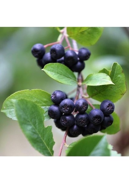 Tüplü Soğuğa Dayanıklı Her Bölgeye Uygun 3 Adet Aronya Fidanı (20-40 Cm) fırsatları