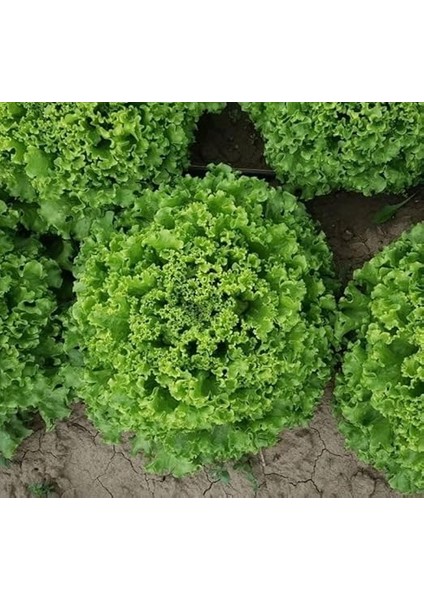 Marul (Çoklu Tohum) - 5 Gram fiyatları