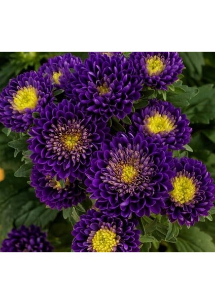 Mor Kasımpatı F1 Tohumu (15 Tohum) fırsatları