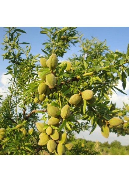 Tüplü Aşılı Iri Meyveli Yarı Bodur Bertina Badem Fidanı (10 Adet)