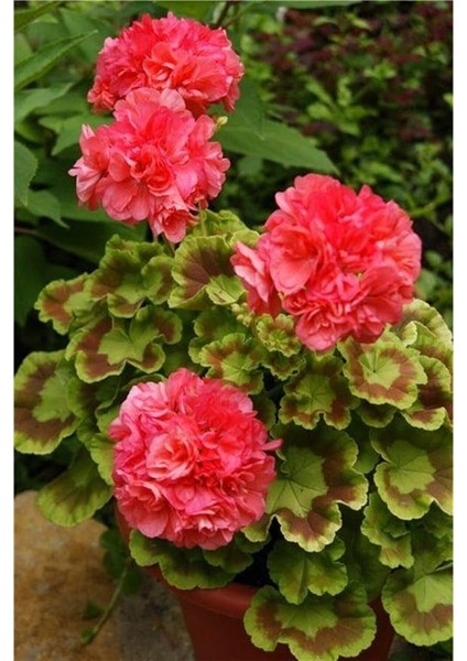 Dünyam 20 Adet Kırmızı Katmerli Sardunya Çiçek Tohumu