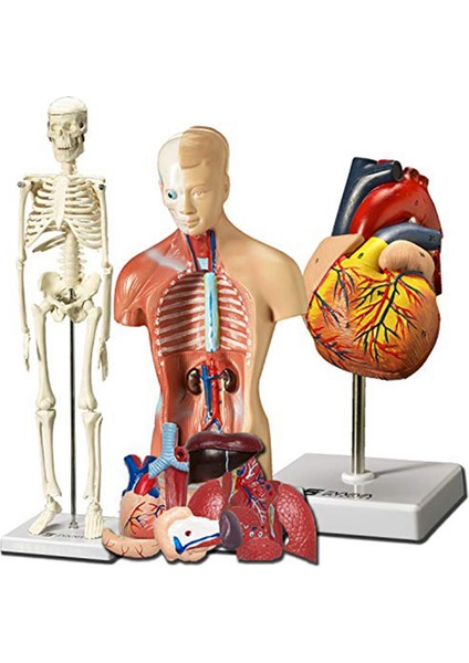 Insan Kalbi, Gövdesi ve Iskeleti Modeli - Anatomi ve Fizyoloji Öğrencileri Için Uygulamalı 3b Model Öğrenme Aracı (Yurt Dışından)