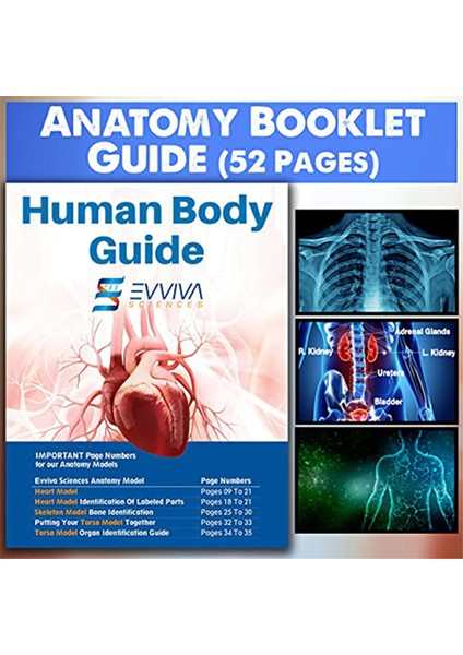 Insan Kalbi, Gövdesi ve Iskeleti Modeli - Anatomi ve Fizyoloji Öğrencileri Için Uygulamalı 3b Model Öğrenme Aracı (Yurt Dışından) fiyatları