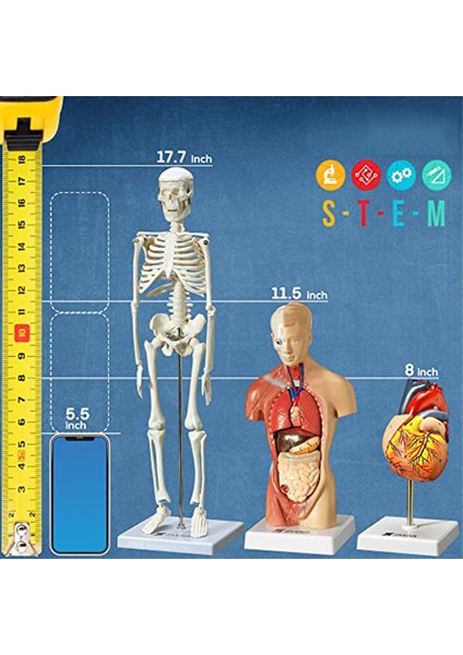 Insan Kalbi, Gövdesi ve Iskeleti Modeli - Anatomi ve Fizyoloji Öğrencileri Için Uygulamalı 3b Model Öğrenme Aracı (Yurt Dışından) modelleri