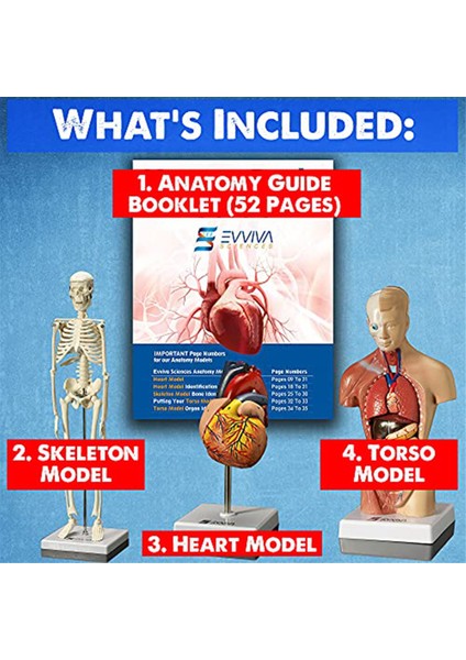 Insan Kalbi, Gövdesi ve Iskeleti Modeli - Anatomi ve Fizyoloji Öğrencileri Için Uygulamalı 3b Model Öğrenme Aracı (Yurt Dışından) fırsatları