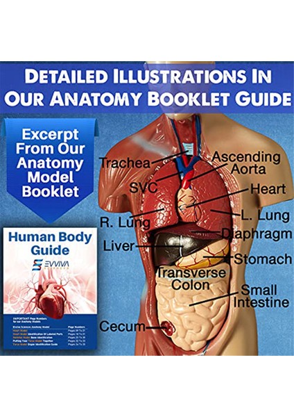 Insan Kalbi, Gövdesi ve Iskeleti Modeli - Anatomi ve Fizyoloji Öğrencileri Için Uygulamalı 3b Model Öğrenme Aracı (Yurt Dışından) indirimleri