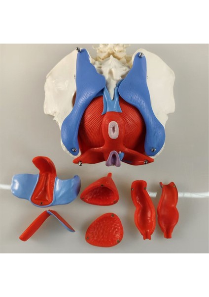 Yeni 2 Bölümlü Bel Kemeri Kadın Pelvik Taban Kas Modeli Çıkarılabilir Pelvik Model Kalça Kemiği Insan Iskeleti Anatomisi Modeli (Yurt Dışından) modelleri