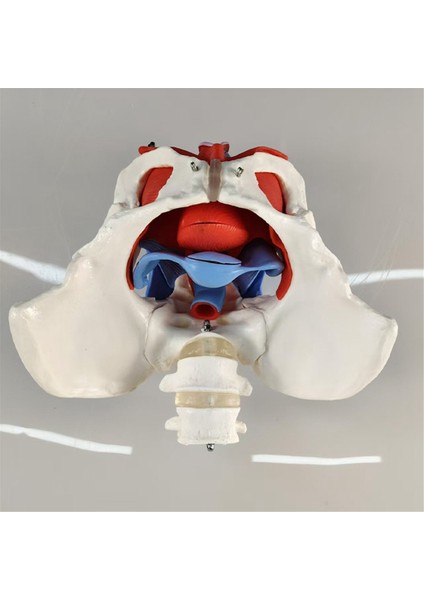 Yeni 2 Bölümlü Bel Kemeri Kadın Pelvik Taban Kas Modeli Çıkarılabilir Pelvik Model Kalça Kemiği Insan Iskeleti Anatomisi Modeli (Yurt Dışından) fırsatları