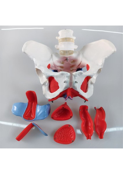 Yeni 2 Bölümlü Bel Kemeri Kadın Pelvik Taban Kas Modeli Çıkarılabilir Pelvik Model Kalça Kemiği Insan Iskeleti Anatomisi Modeli (Yurt Dışından) indirimleri