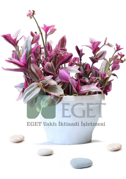 Pembe Telgraf Çiçeği (Tradescantia Nanouk) 2lt