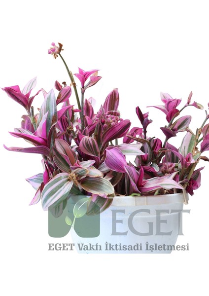 Pembe Telgraf Çiçeği (Tradescantia Nanouk) 2lt modelleri