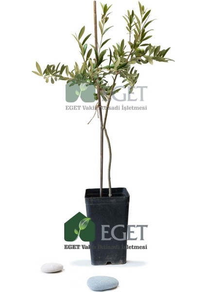 Organik Arbequina Zeytin Fidanı