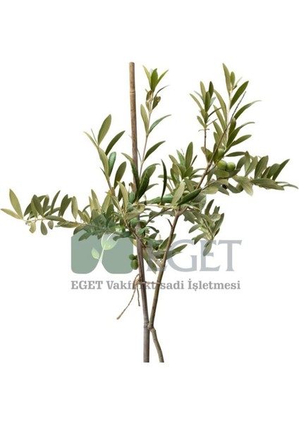 Organik Arbequina Zeytin Fidanı fiyatları