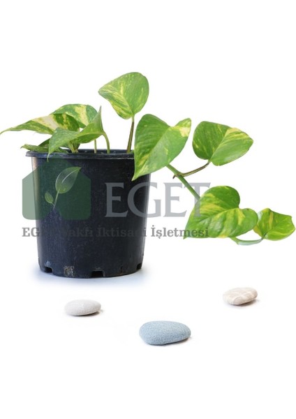 Altın Patos Çiçeği (Epipremnum Aureum)