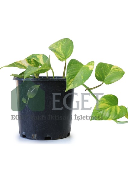 Altın Patos Çiçeği (Epipremnum Aureum) fiyatları