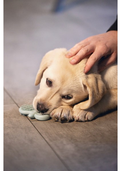 Xmpdby Beeztees Yavru Köpek Oyuncağı, Diş Kaşıma, Kauçuk, Yeşil, 9,5X5,5X2CM fiyatları