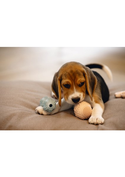 Xmpdby Beeztees Yavru Köpek Oyuncağı, Diş Kaşıma ve Masaj Topu, Kauçuk, Pembe, 5cm modelleri