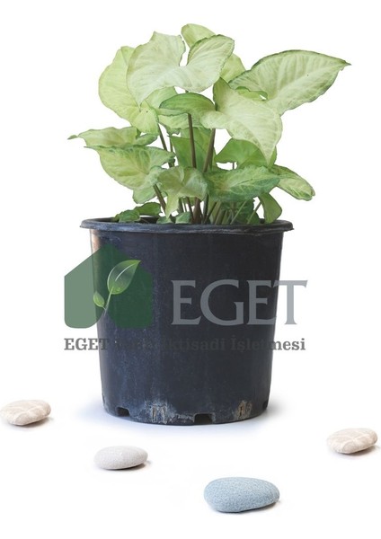 Melek Kanadı Çiçeği (Syngonium Podophyllum)- 3 Lt Saksıda