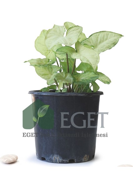 Melek Kanadı Çiçeği (Syngonium Podophyllum)- 3 Lt Saksıda fiyatları