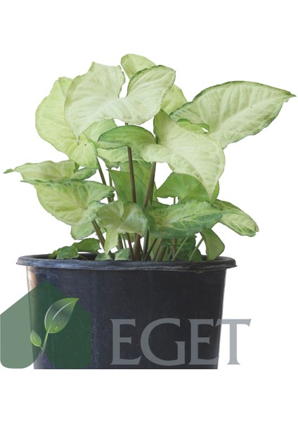 Melek Kanadı Çiçeği (Syngonium Podophyllum)- 3 Lt Saksıda modelleri