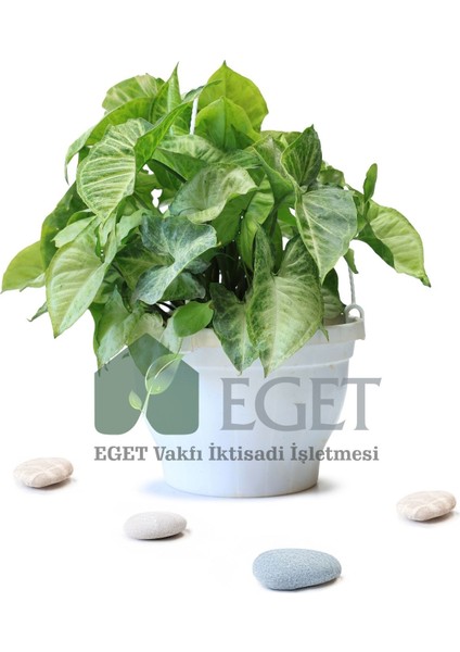 Melek Kanadı Çiçeği (Syngonium Podophyllum)- 2 Lt Askılı Saksıda fiyatları
