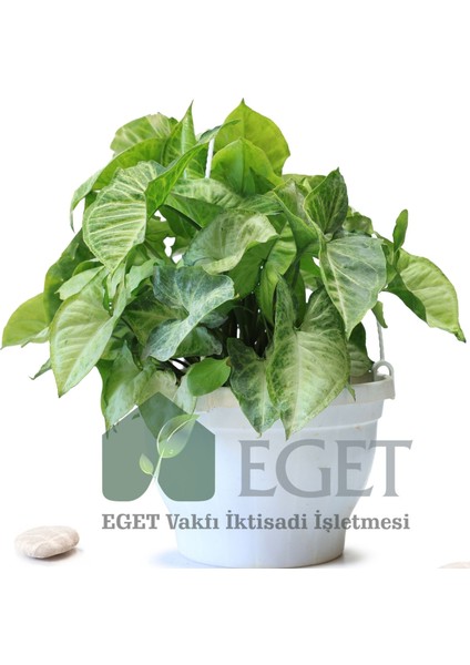 Melek Kanadı Çiçeği (Syngonium Podophyllum)- 2 Lt Askılı Saksıda modelleri
