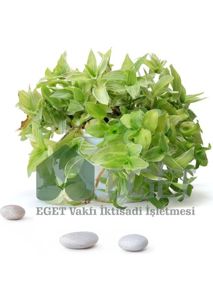 Yeşil Telgraf Çiçeği (Tradescantia Fluminensis)