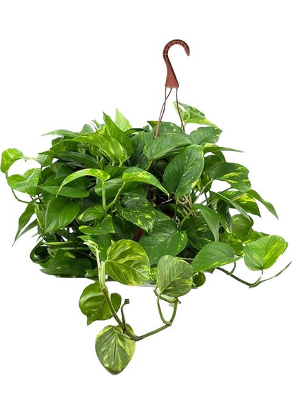 Salon Sarmaşığı – Epipremnum Aureum Askılı Saksı