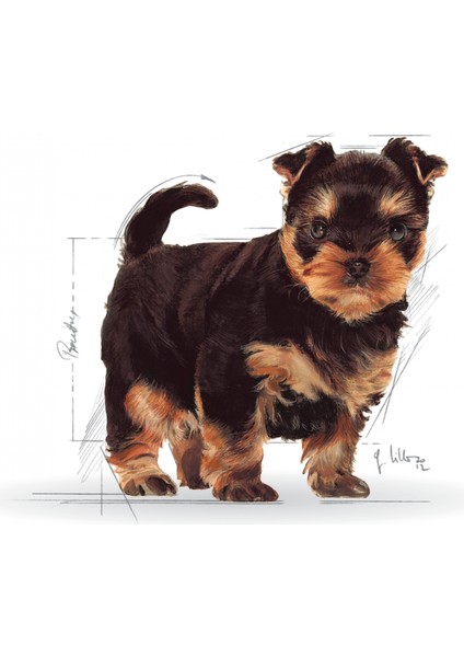 Yorkshire Terrier Yavru Köpek Maması 1.5kg