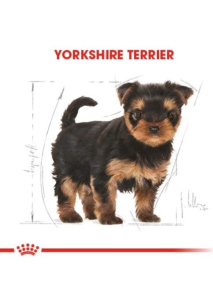 Yorkshire Terrier Yavru Köpek Maması 1.5kg