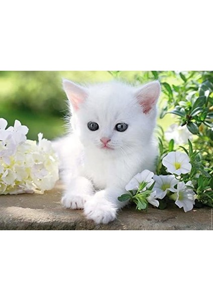 1500 Katzentrio Parçalar fiyatları