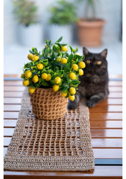 El Örgüsü Hasır Dokulu Dekoratif Set: Doğal Ev Havası fiyatları