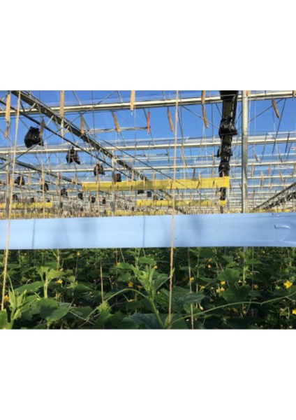 Mavi Yapışkan Rulo Tuzak 30×100 M – Trips Böcek Tuzağı fiyatları