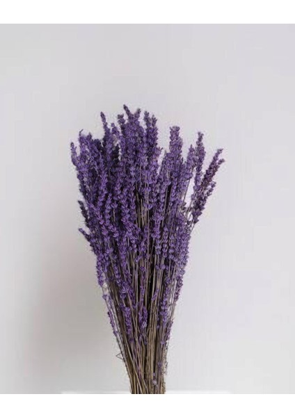 Lavanta Şoklanmış